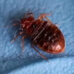 French intelligence suspects that the panic over bed bugs in Paris was fueled by Russian trolls.