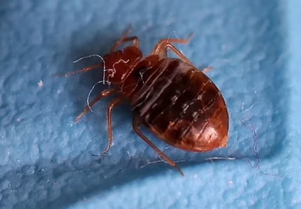 French intelligence suspects that the panic over bed bugs in Paris was fueled by Russian trolls.