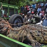 Uncover the haunting stories behind some of the most horrific crocodile attacks in history