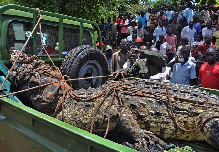 Uncover the haunting stories behind some of the most horrific crocodile attacks in history